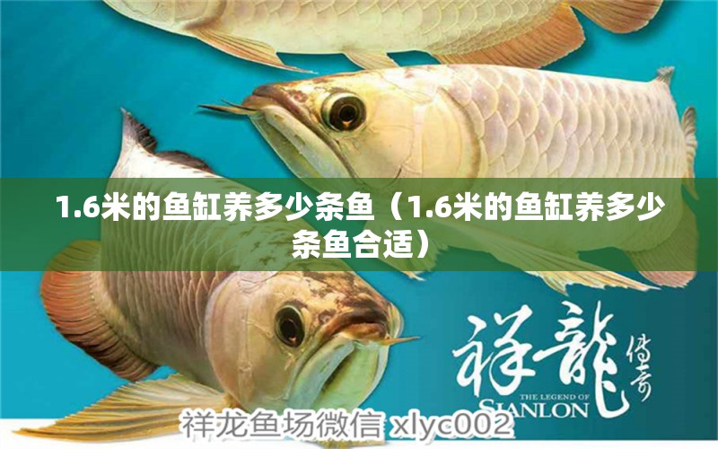 1.6米的魚缸養(yǎng)多少條魚（1.6米的魚缸養(yǎng)多少條魚合適） 魚缸百科