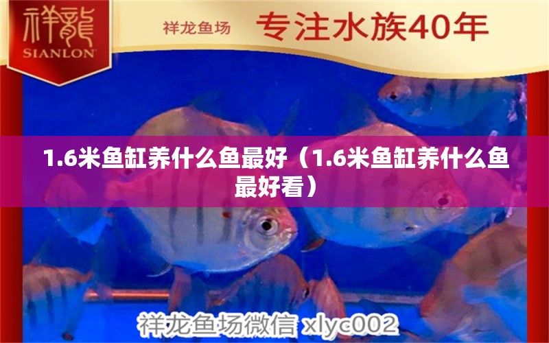 1.6米魚缸養(yǎng)什么魚最好（1.6米魚缸養(yǎng)什么魚最好看） 其他品牌魚缸