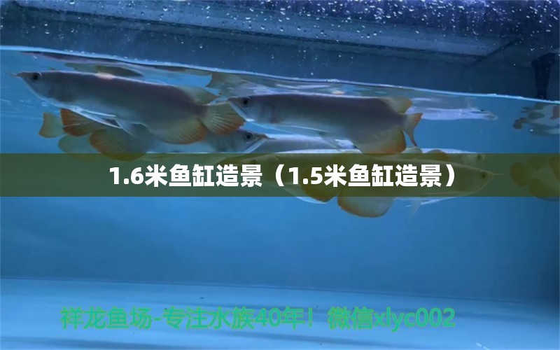 1.6米魚(yú)缸造景（1.5米魚(yú)缸造景）