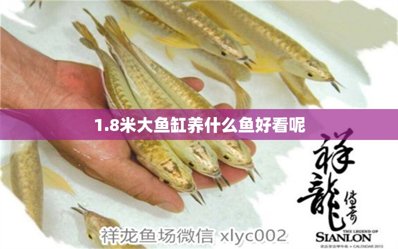 1.8米大魚(yú)缸養(yǎng)什么魚(yú)好看呢 祥龍魚(yú)場(chǎng)