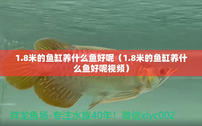 1.8米的魚缸養(yǎng)什么魚好呢（1.8米的魚缸養(yǎng)什么魚好呢視頻） 魚缸百科