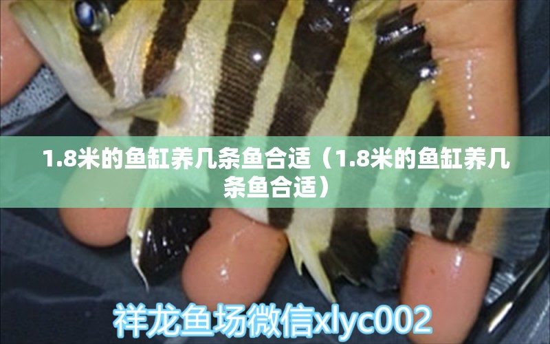 1.8米的魚(yú)缸養(yǎng)幾條魚(yú)合適（1.8米的魚(yú)缸養(yǎng)幾條魚(yú)合適） 魚(yú)缸百科