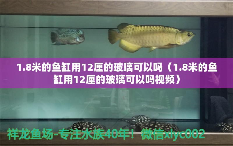 1.8米的魚缸用12厘的玻璃可以嗎（1.8米的魚缸用12厘的玻璃可以嗎視頻） 魚缸百科