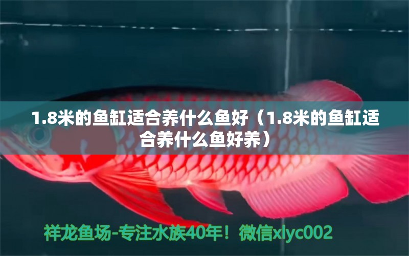 1.8米的魚缸適合養(yǎng)什么魚好（1.8米的魚缸適合養(yǎng)什么魚好養(yǎng)） 魚缸百科