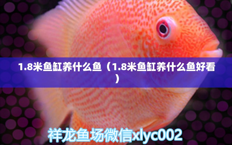 1.8米魚缸養(yǎng)什么魚（1.8米魚缸養(yǎng)什么魚好看） 魚缸百科