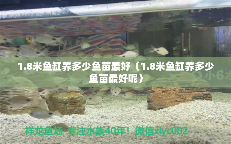 1.8米魚缸養(yǎng)多少魚苗最好（1.8米魚缸養(yǎng)多少魚苗最好呢） 祥龍水族醫(yī)院