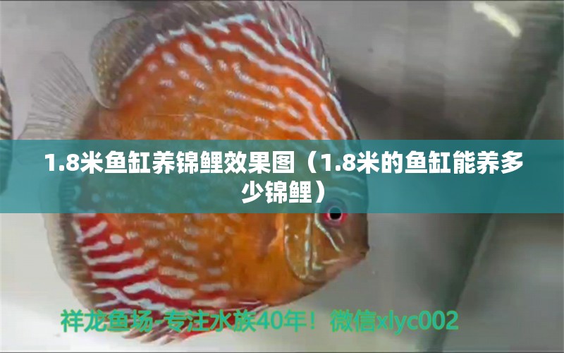 1.8米魚缸養(yǎng)錦鯉效果圖（1.8米的魚缸能養(yǎng)多少錦鯉）