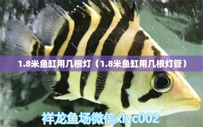 1.8米魚缸用幾根燈（1.8米魚缸用幾根燈管） 白子球鯊魚