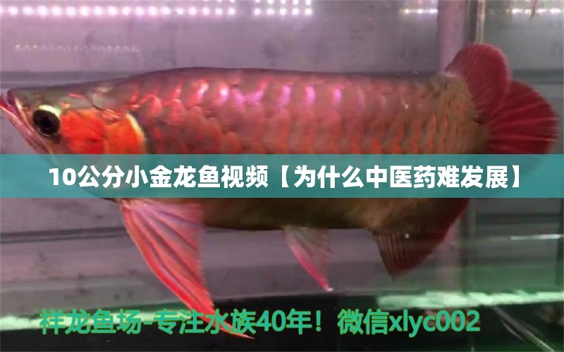 10公分小金龍魚視頻【為什么中醫(yī)藥難發(fā)展】