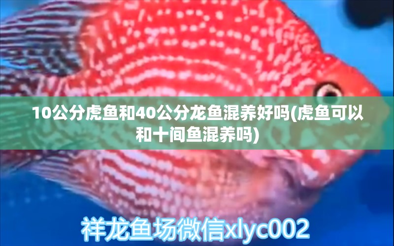 10公分虎魚和40公分龍魚混養(yǎng)好嗎(虎魚可以和十間魚混養(yǎng)嗎) 虎魚百科