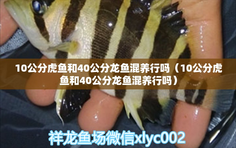 10公分虎魚和40公分龍魚混養(yǎng)行嗎（10公分虎魚和40公分龍魚混養(yǎng)行嗎） 虎魚百科