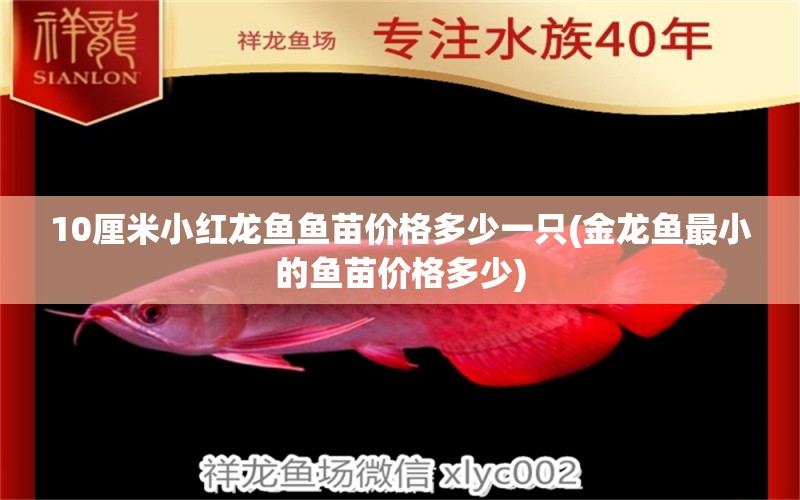 10厘米小紅龍魚魚苗價(jià)格多少一只(金龍魚最小的魚苗價(jià)格多少)