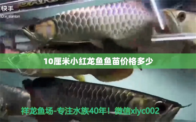 10厘米小紅龍魚魚苗價格多少 祥龍魚場