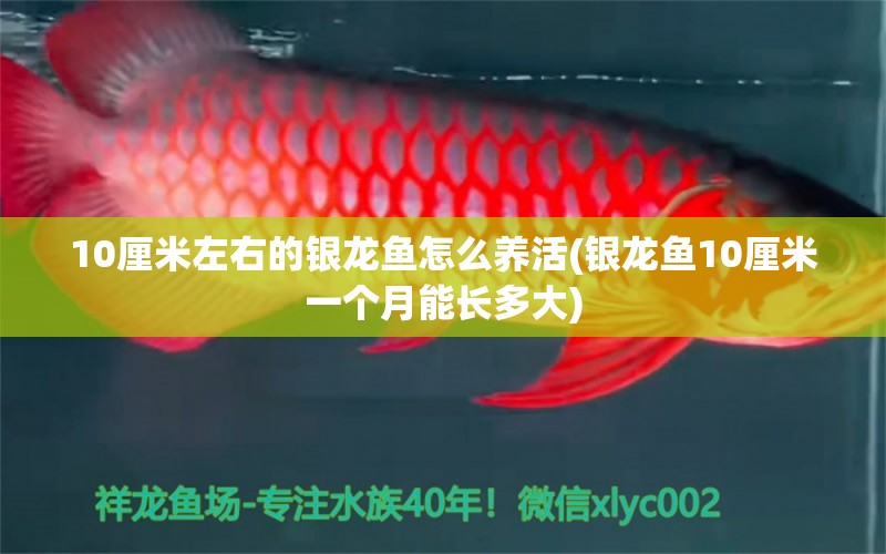 10厘米左右的銀龍魚怎么養(yǎng)活(銀龍魚10厘米一個月能長多大) 銀龍魚