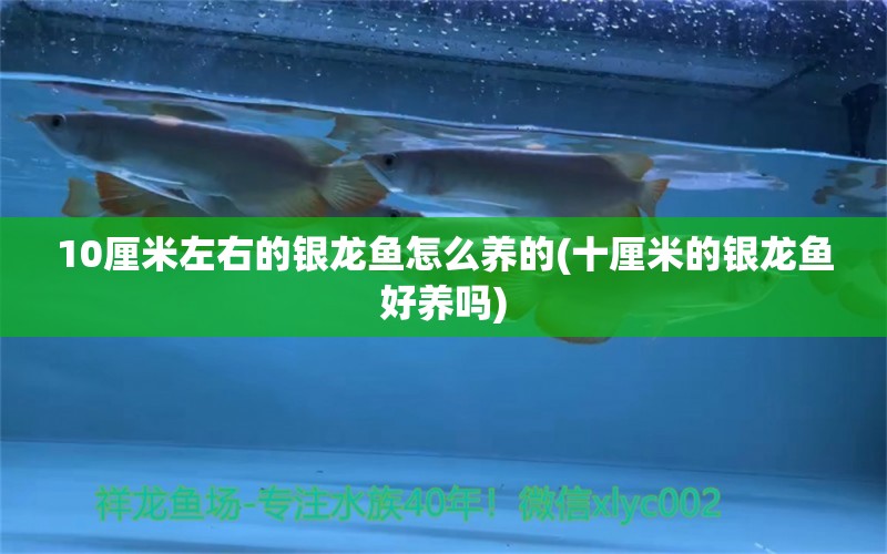 10厘米左右的銀龍魚怎么養(yǎng)的(十厘米的銀龍魚好養(yǎng)嗎) 銀龍魚