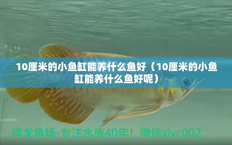 10厘米的小魚缸能養(yǎng)什么魚好（10厘米的小魚缸能養(yǎng)什么魚好呢） 魚缸百科