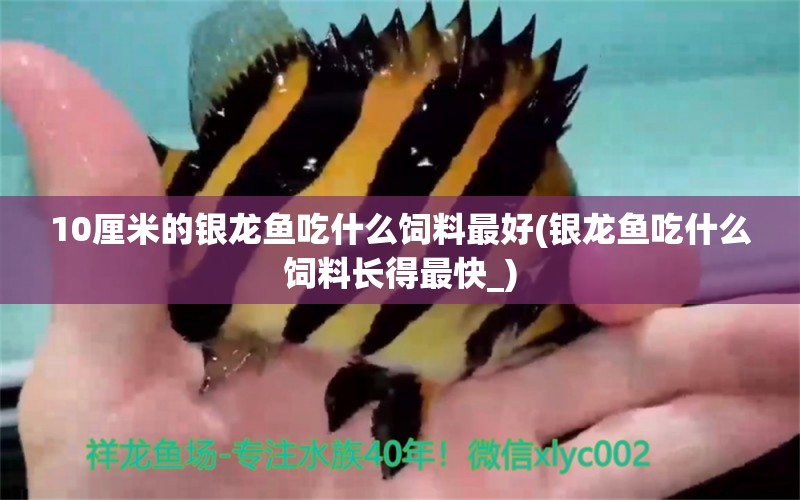 10厘米的銀龍魚吃什么飼料最好(銀龍魚吃什么飼料長得最快_) 銀龍魚