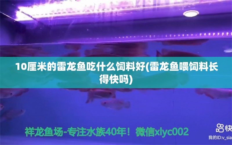 10厘米的雷龍魚吃什么飼料好(雷龍魚喂飼料長得快嗎) 泰國虎魚（泰虎）