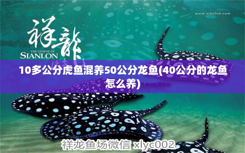 10多公分虎魚混養(yǎng)50公分龍魚(40公分的龍魚怎么養(yǎng)) 虎魚百科