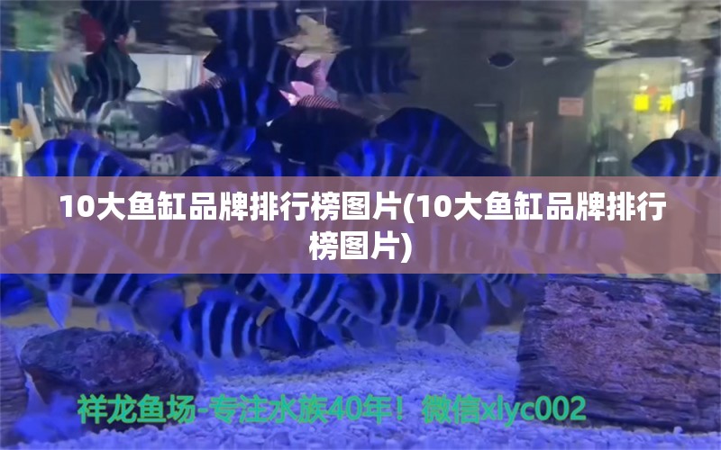 10大魚缸品牌排行榜圖片(10大魚缸品牌排行榜圖片)