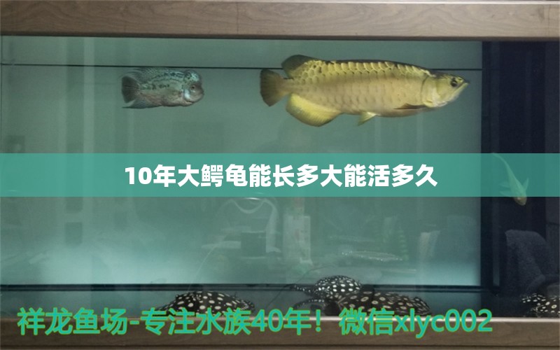 10年大鱷龜能長(zhǎng)多大能活多久 黃金貓魚(yú)百科 第3張