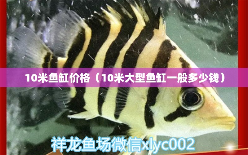 10米魚缸價格（10米大型魚缸一般多少錢）