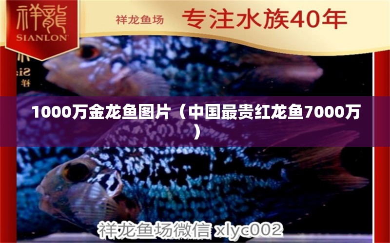 1000萬金龍魚圖片（中國最貴紅龍魚7000萬） 龍魚疾病與治療