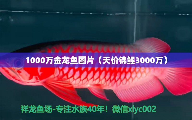 1000萬金龍魚圖片（天價錦鯉3000萬） 龍魚疾病與治療