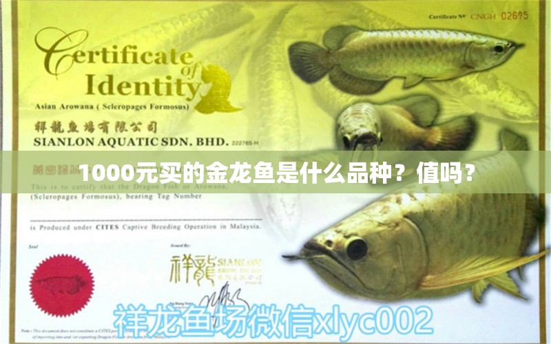 1000元買的金龍魚(yú)是什么品種？值嗎？ 觀賞魚(yú)