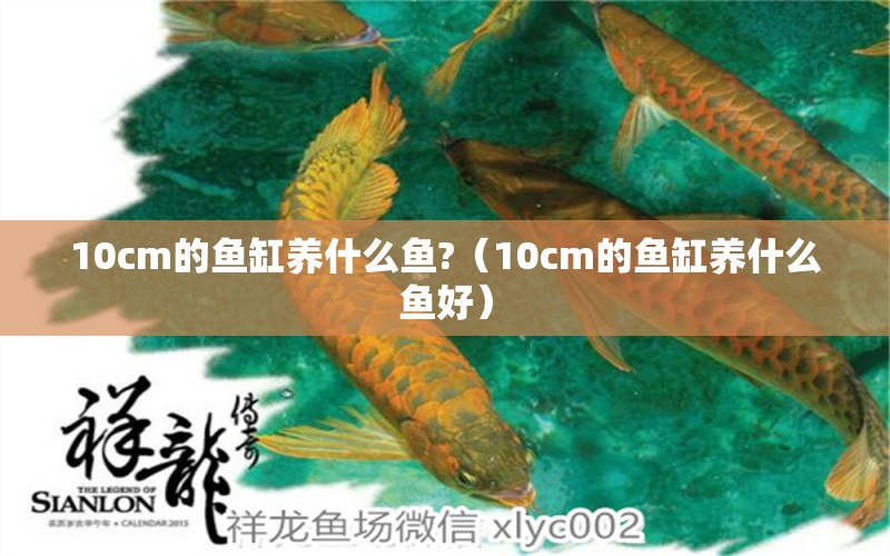 10cm的魚缸養(yǎng)什么魚?（10cm的魚缸養(yǎng)什么魚好） 魚缸百科