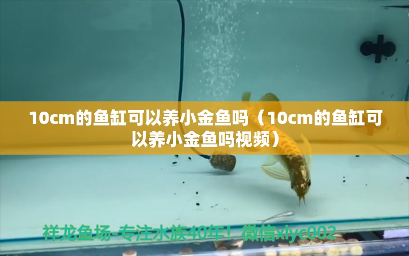 10cm的魚(yú)缸可以養(yǎng)小金魚(yú)嗎（10cm的魚(yú)缸可以養(yǎng)小金魚(yú)嗎視頻）