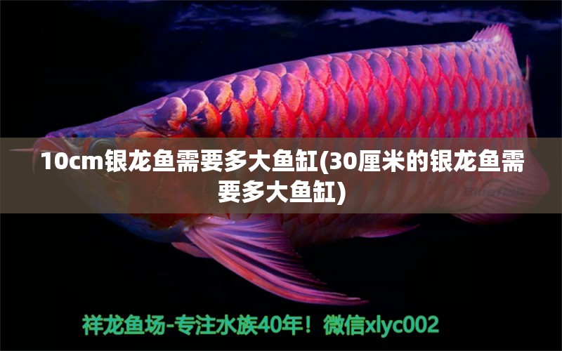 10cm銀龍魚需要多大魚缸(30厘米的銀龍魚需要多大魚缸) 銀龍魚百科 第1張