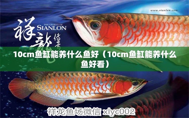 10cm魚缸能養(yǎng)什么魚好（10cm魚缸能養(yǎng)什么魚好看）