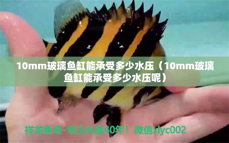 10mm玻璃魚缸能承受多少水壓（10mm玻璃魚缸能承受多少水壓呢） 魚缸百科