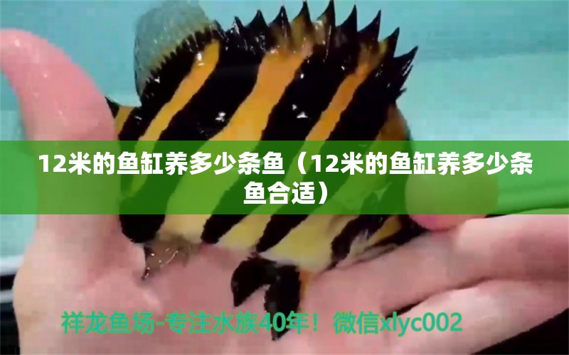 12米的魚缸養(yǎng)多少條魚（12米的魚缸養(yǎng)多少條魚合適）