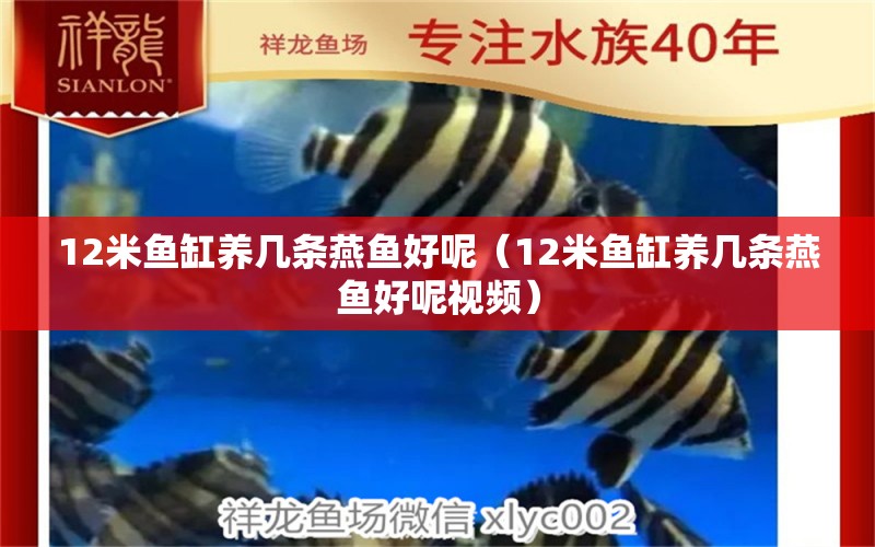 12米魚缸養(yǎng)幾條燕魚好呢（12米魚缸養(yǎng)幾條燕魚好呢視頻）