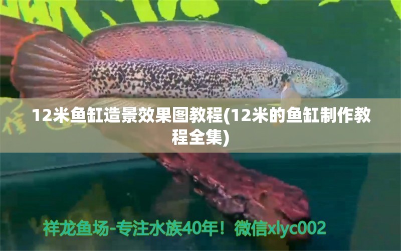 12米魚缸造景效果圖教程(12米的魚缸制作教程全集) 狗仔招財(cái)貓魚