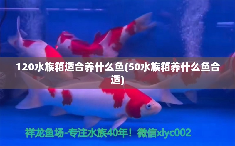 120水族箱適合養(yǎng)什么魚(50水族箱養(yǎng)什么魚合適) 魚缸/水族箱