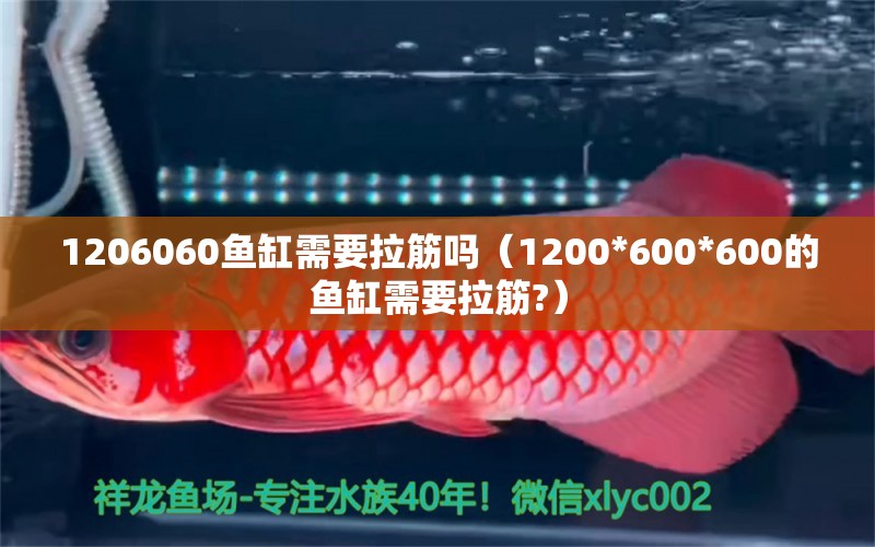 1206060魚缸需要拉筋嗎（1200*600*600的魚缸需要拉筋?） 量子養(yǎng)魚技術(shù)