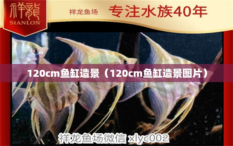 120cm魚缸造景（120cm魚缸造景圖片） 魚缸百科