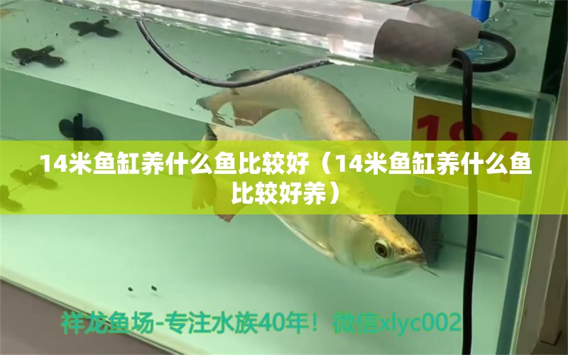 14米魚缸養(yǎng)什么魚比較好（14米魚缸養(yǎng)什么魚比較好養(yǎng)） 其他品牌魚缸