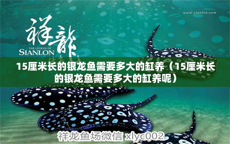 15厘米長(zhǎng)的銀龍魚需要多大的缸養(yǎng)（15厘米長(zhǎng)的銀龍魚需要多大的缸養(yǎng)呢） 銀龍魚