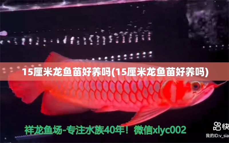 15厘米龍魚苗好養(yǎng)嗎(15厘米龍魚苗好養(yǎng)嗎) 祥龍藍(lán)珀金龍魚