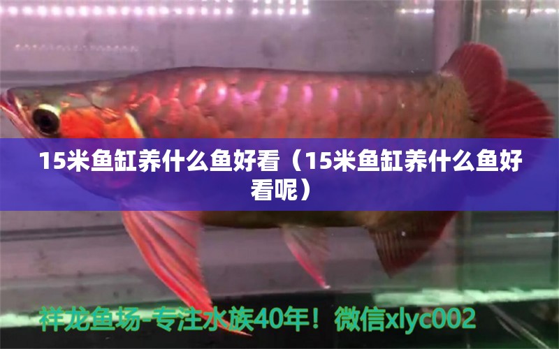 15米魚缸養(yǎng)什么魚好看（15米魚缸養(yǎng)什么魚好看呢） 其他品牌魚缸