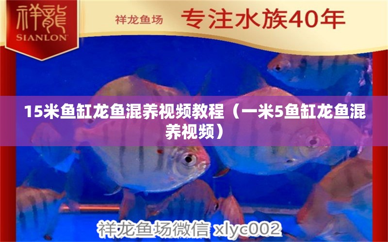 15米魚缸龍魚混養(yǎng)視頻教程（一米5魚缸龍魚混養(yǎng)視頻） 其他品牌魚缸