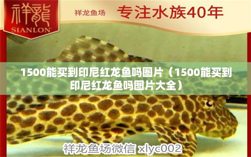 1500能買到印尼紅龍魚嗎圖片（1500能買到印尼紅龍魚嗎圖片大全） 印尼紅龍魚