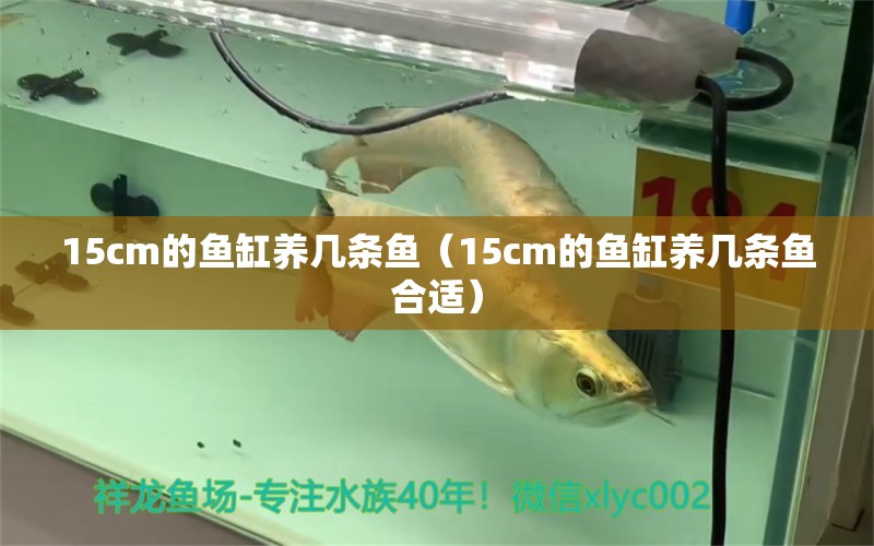 15cm的魚缸養(yǎng)幾條魚（15cm的魚缸養(yǎng)幾條魚合適）