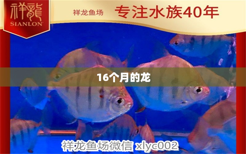 16個(gè)月的龍 金龍魚糧