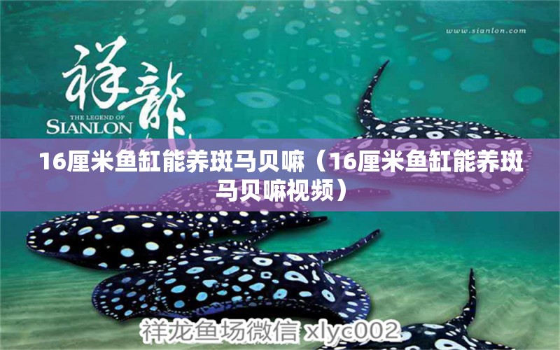 16厘米魚缸能養(yǎng)斑馬貝嘛（16厘米魚缸能養(yǎng)斑馬貝嘛視頻） 其他品牌魚缸