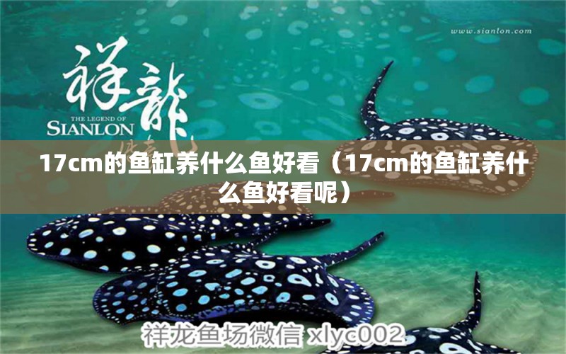 17cm的魚缸養(yǎng)什么魚好看（17cm的魚缸養(yǎng)什么魚好看呢） 其他品牌魚缸